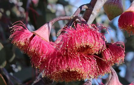 Flora