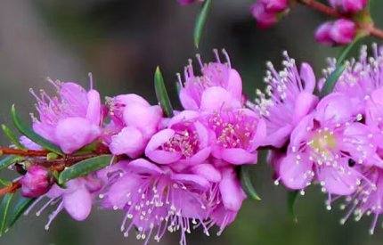Flora
